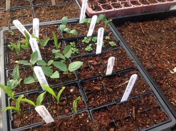 seedlings